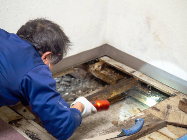 Best Insurance-Related Mold Remediation in Galesburg, IL