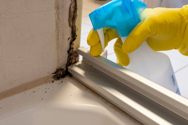 Best DIY Mold Remediation Support Services in Galesburg, IL