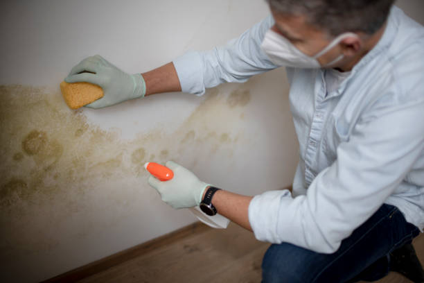Best Kitchen Mold Remediation in Galesburg, IL