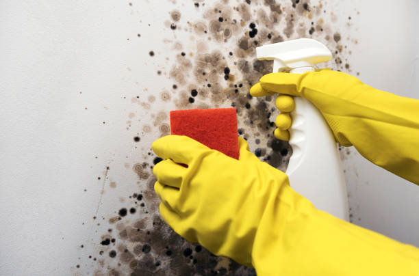 Trusted Galesburg, IL Mold Remediation Experts