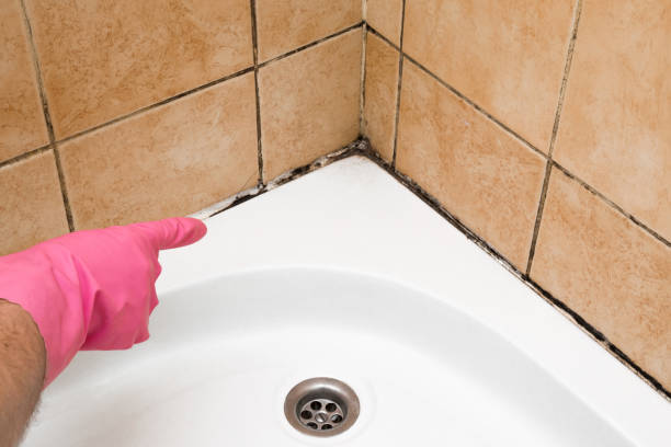 Best Attic Mold Remediation in Galesburg, IL